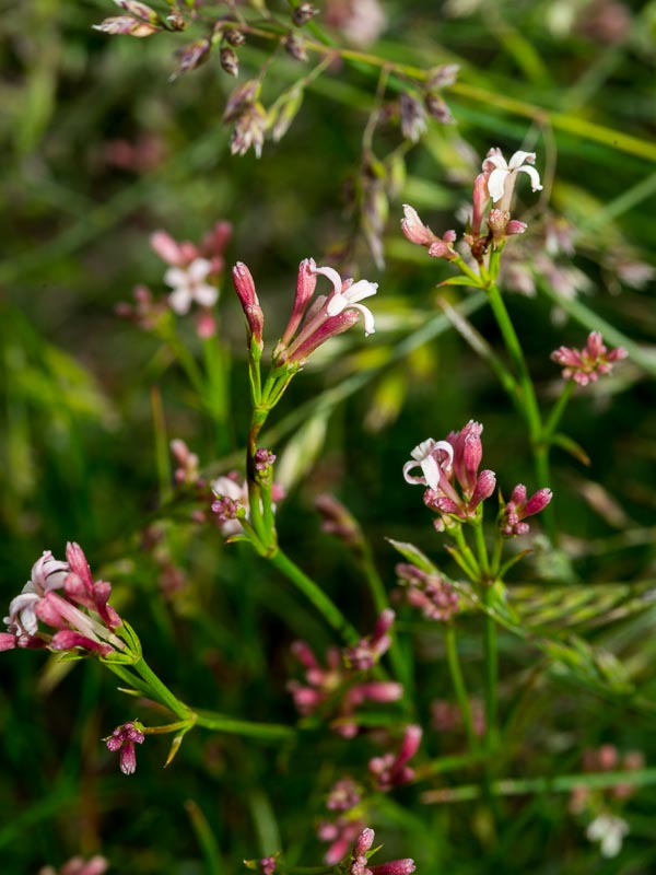 Asperula aristata / Stellina aristata